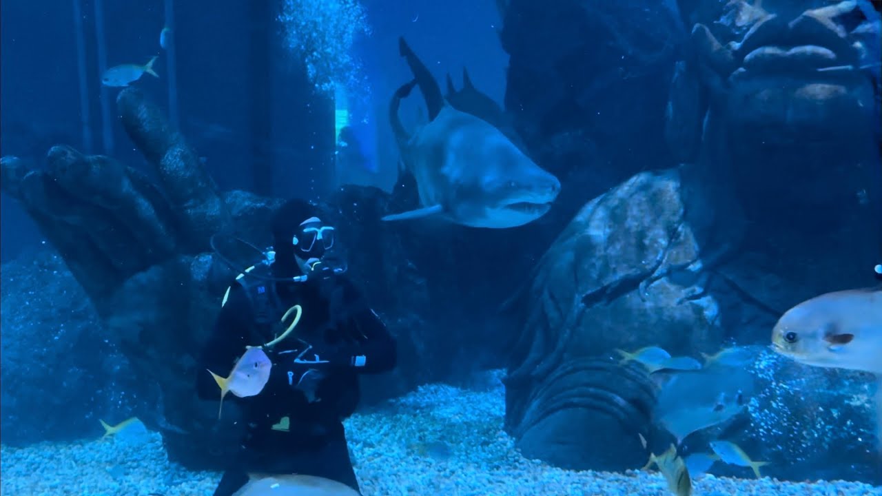 Shark Dive — Songkran
